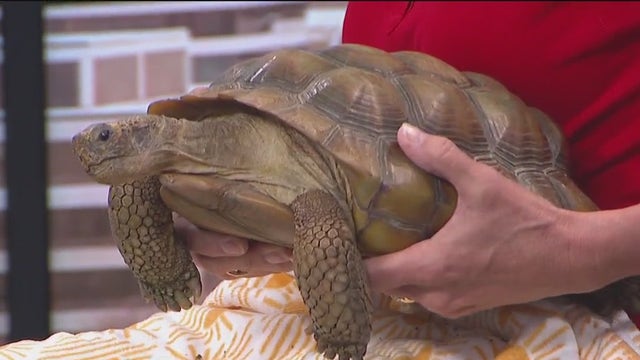 Fun events happening at the Racine Zoo this summer