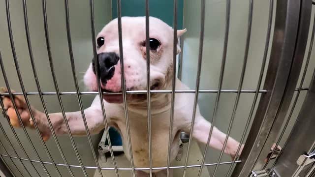 MADACC shelter overcrowded; plea for community help to ease burden