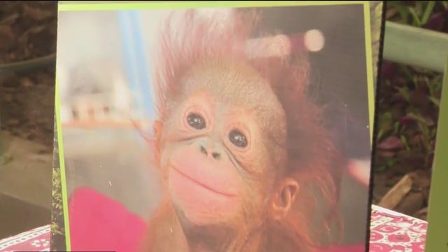 Celebrate Mother's Day at the Milwaukee County Zoo, moms get in free