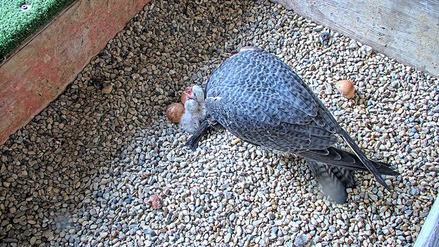 We Energies welcomes first peregrine falcon chicks of 2025 season
