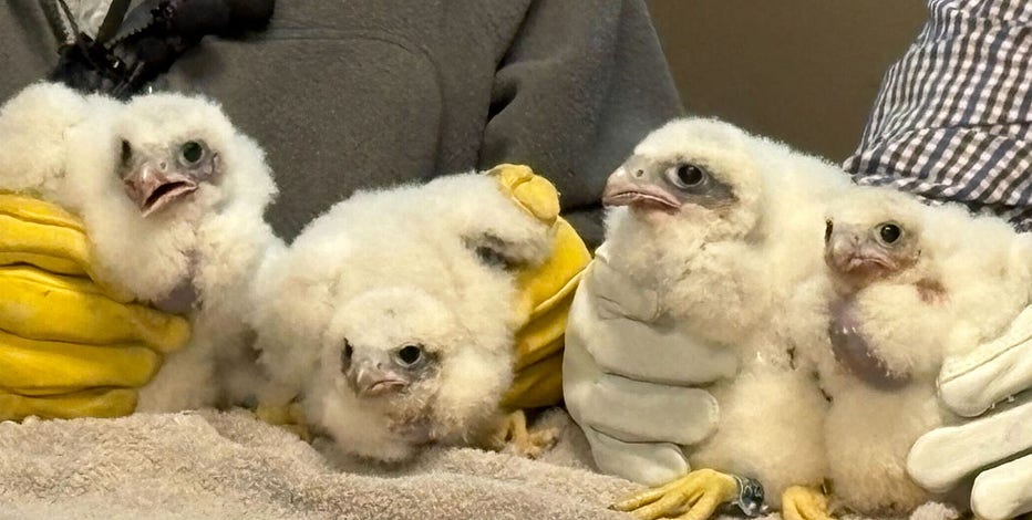 We Energies peregrine falcon chicks named, 1st of 2025