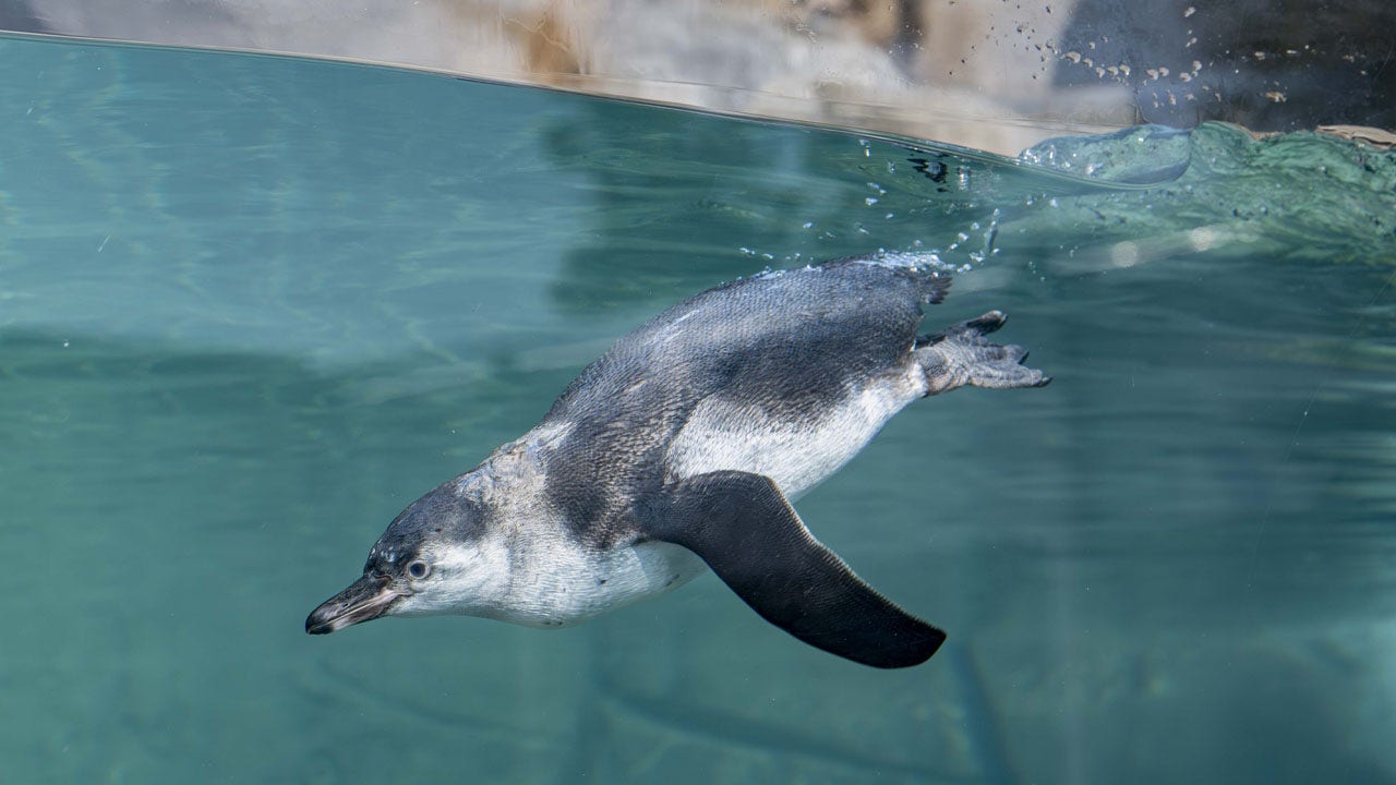 Milwaukee County Zoo $4 admission for July 4th | FOX6 Milwaukee