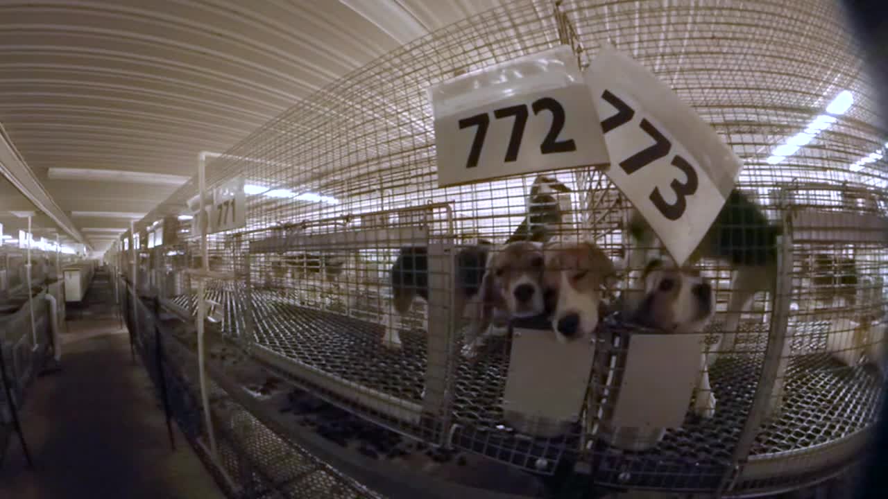 Wisconsin dog breeder sues activists, judge hears oral arguments