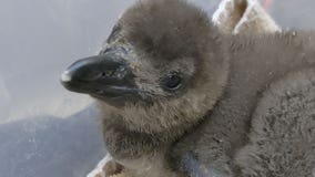 Racine Zoo: Healthy African Penguin chick hatches
