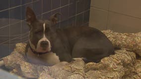 Wisconsin Humane Society at capacity; how you can ease the strain