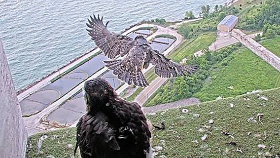 We Energies peregrine falcon chicks take first flights