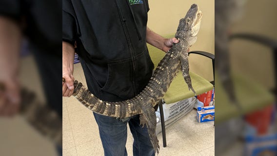 Milwaukee fire, alligator found in basement of Walker's Point home