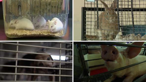 Feds push animal testing alternatives; Wisconsin laboratory leads the way