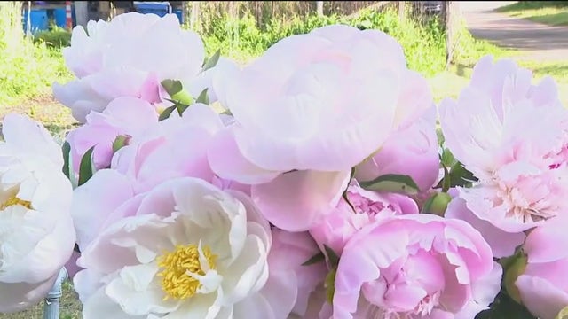 Aromatic Acres: Fresh flowers, workshops and plant collections