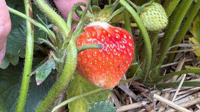 Strawberry picking at Thompson Farm in Bristol