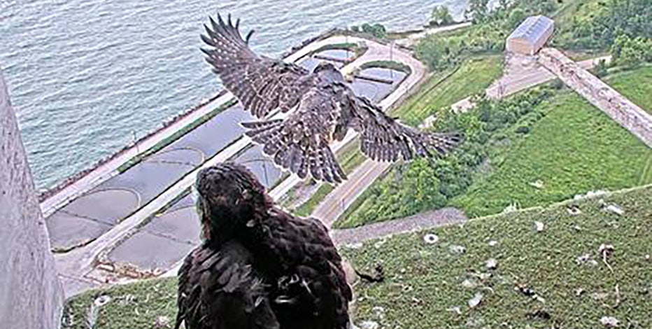 We Energies peregrine falcon chicks take first flights