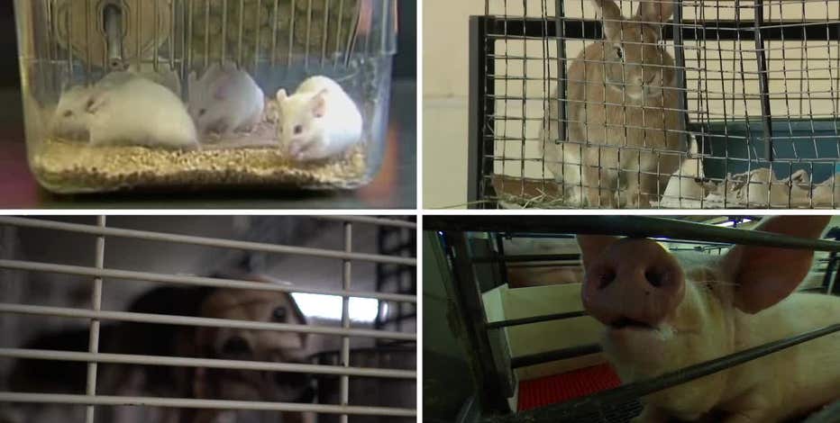 Feds push animal testing alternatives; Wisconsin laboratory leads the way