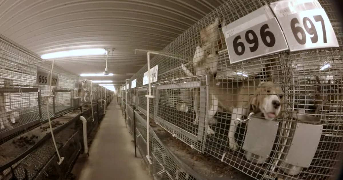 Painful dog experiments under fire as Wisconsin breeder remains under scrutiny