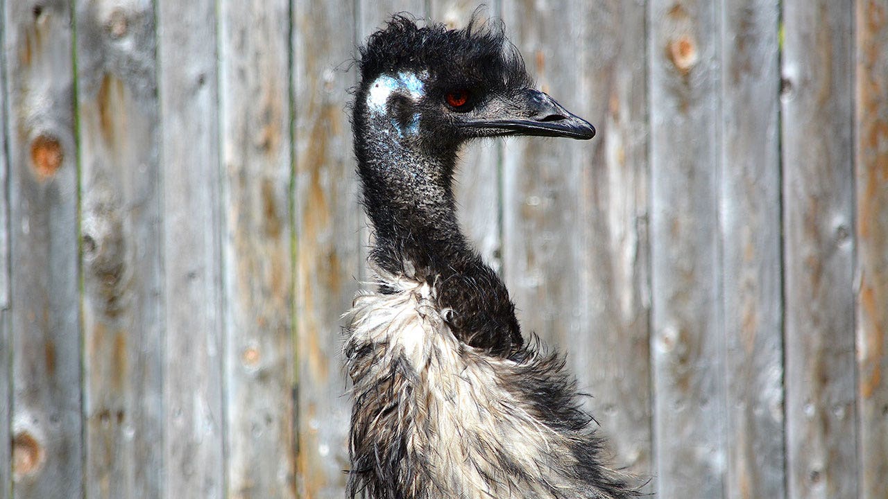 Racine Zoo emu dies after sudden decline in health | FOX6 Milwaukee