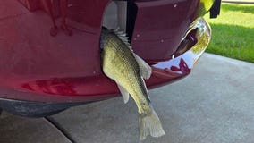 Fish caught in pickup truck's grill; Wisconsin driver shares experience