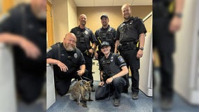 Cudahy police: Lost wallaby reunited with owner Thursday