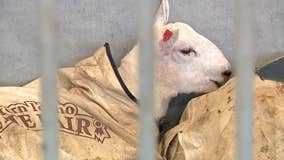 Wisconsin State Fair; keeping farm animals cool in the heat
