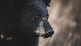 Wisconsin bear attack in Barron County, woman injured; DNR investigating