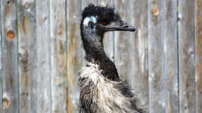 Racine Zoo emu dies after sudden decline in health