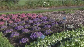 Boerner Botanical Gardens offers plant lovers chance to take in nature