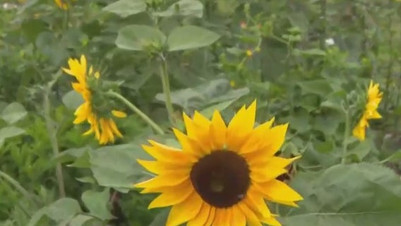 Alice’s Garden Urban Farm; hands-on learning and cultural connection