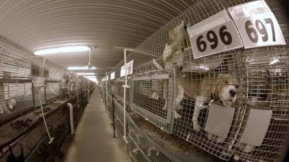 Painful dog experiments under fire as Wisconsin breeder remains under scrutiny