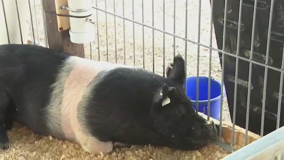 183rd anniversary of Waukesha County Fair; see what's new this year