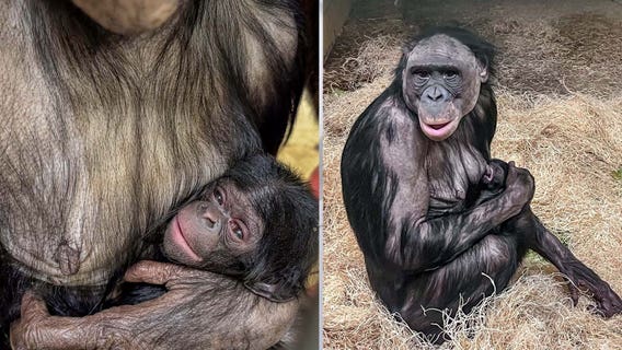Milwaukee County Zoo bonobo birth; 1st born since 2016
