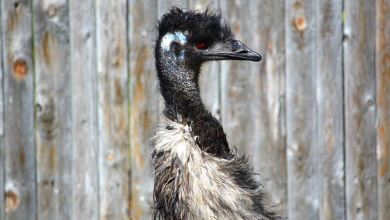 Racine Zoo emu dies after sudden decline in health