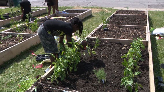 Milwaukee's 'We Got This' garden; rooted in giving back to community