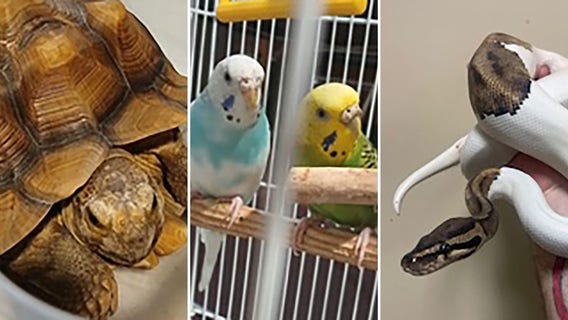 Bristol Exotic Pet Surrender Event gives animals second chance