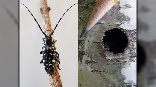 What to know about the invasive beetle that could arrive in Wisconsin this summer