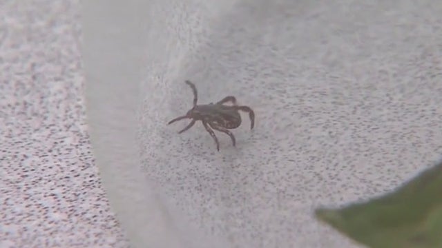 Sudden surge in tick bite cases; why children, elderly are more vulnerable