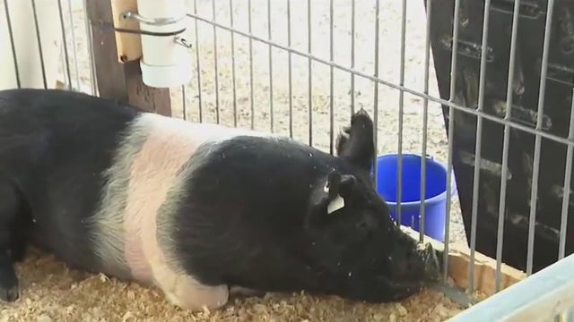 183rd anniversary of Waukesha County Fair; see what's new this year