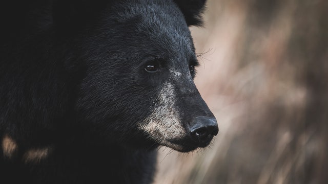 Wisconsin bear attack in Barron County, woman injured; DNR investigating