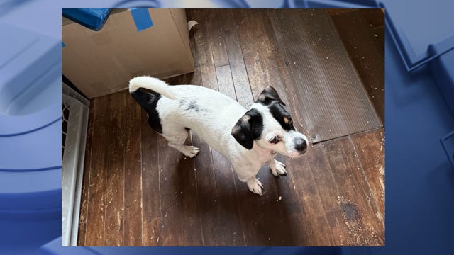 Milwaukee dog stolen near 15th and Cleveland, suspect sought