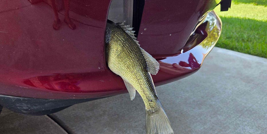 Fish caught in pickup truck's grill; Wisconsin driver shares experience