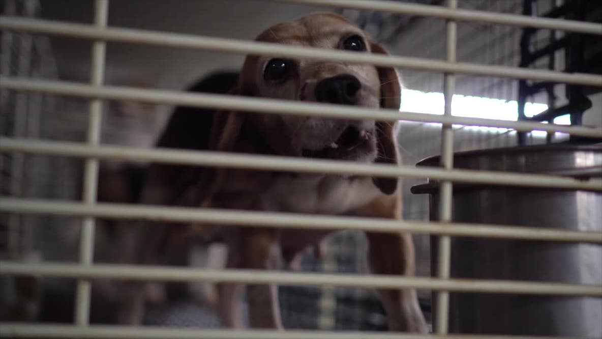 Ridglan Farms vet’s suspension upheld, disciplinary case continues