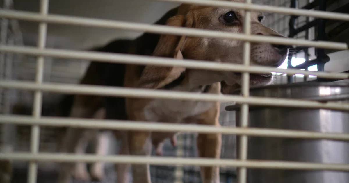 Wisconsin dogs sold for scientific experiments, top buyers revealed