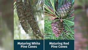 Wisconsin red, white pine cones; DNR will pay public to collect them