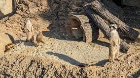 Racine Zoo welcomes new meerkat family
