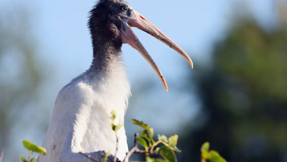 Deer hunter discovers rare subtropical wood stork in Wisconsin