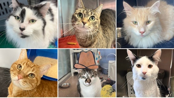 Wisconsin Humane Society overcrowding, foster parents urgently needed