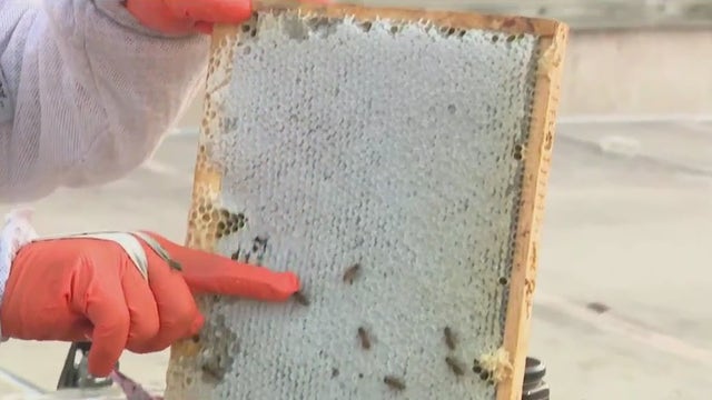 Milwaukee Chophouse; local honey harvested 7 stories above kitchen