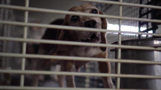 Ridglan Farms vet’s suspension upheld, disciplinary case continues