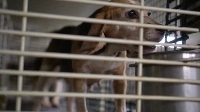 Wisconsin dogs sold for scientific experiments, top buyers revealed