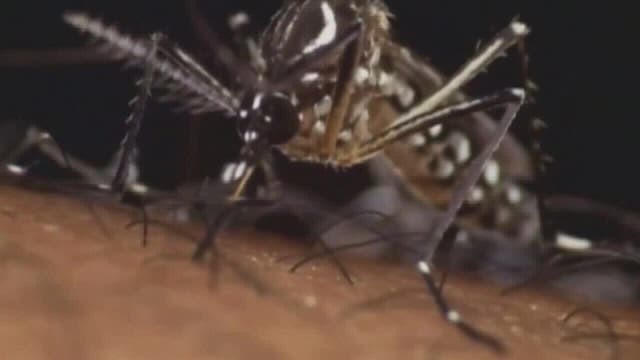 Historic flooding causing mosquito problems, how to keep them away