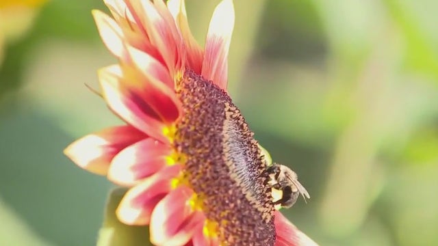 Basse’s 6th annual Apple & Sunflower Fest; fall-themed drinks and food