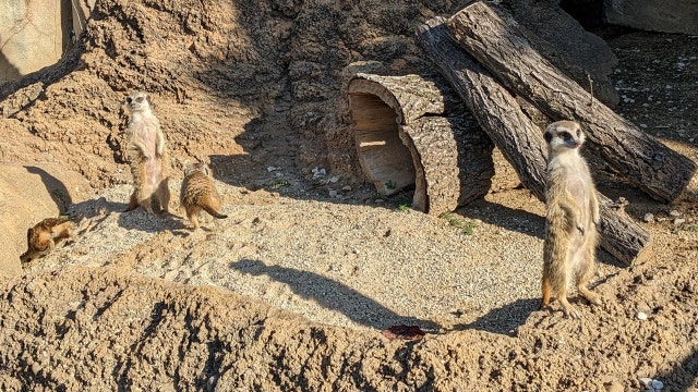 Racine Zoo welcomes new meerkat family