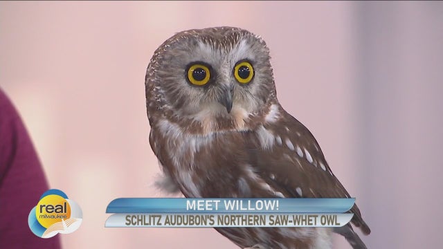Meet Willow! Schlitz Audubon Nature Center's Northern Saw-whet Owl